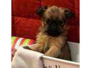 Brussels Griffon Puppy for sale in Powhatan, VA, USA