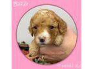 Labradoodle Puppy for sale in Beavercreek, OR, USA