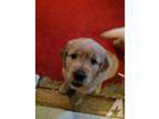 Golden Retriever Puppy for sale in METUCHEN, NJ, USA