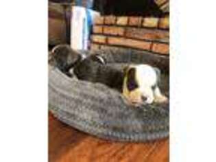 Medium Photo #1 Olde English Bulldogge Puppy For Sale in Safford, AZ, USA
