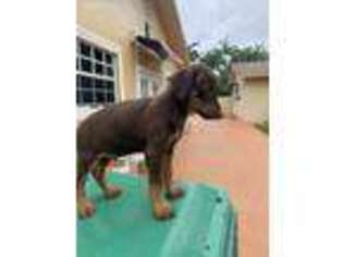 Doberman Pinscher Puppy for sale in Miami, FL, USA