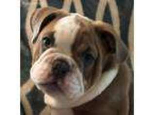Bulldog Puppy for sale in Ormond Beach, FL, USA