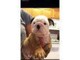 Bulldog Puppy for sale in Franklin, TX, USA