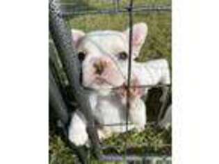 French Bulldog Puppy for sale in Magnolia, AR, USA