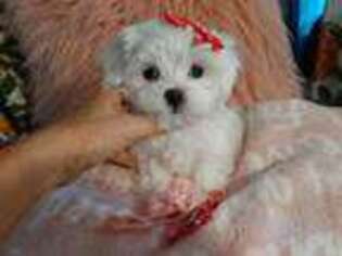 Maltese Puppy for sale in Conway, SC, USA
