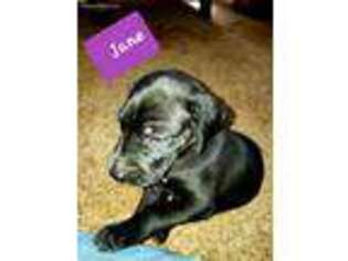 Great Dane Puppy for sale in Pontotoc, MS, USA