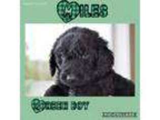 Labradoodle Puppy for sale in Beavercreek, OR, USA