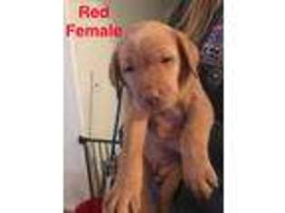 Labrador Retriever Puppy for sale in Pierce, CO, USA