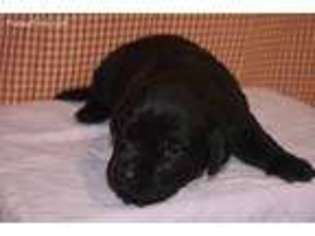 Labrador Retriever Puppy for sale in Freeland, MD, USA