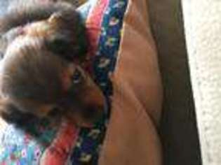 Dachshund Puppy for sale in PROSPECT, CT, USA