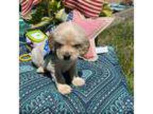 Mutt Puppy for sale in Coos Bay, OR, USA