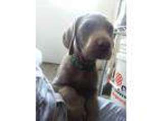 Weimaraner Puppy for sale in Medford, OR, USA