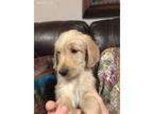 Goldendoodle Puppy for sale in Idalou, TX, USA