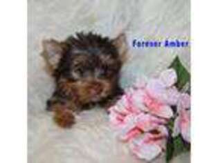 Yorkshire Terrier Puppy for sale in Leesville, LA, USA