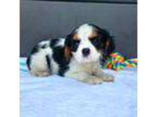 Cavalier King Charles Spaniel Puppy for sale in Garden Grove, CA, USA