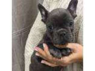 French Bulldog Puppy for sale in Bellingham, MA, USA