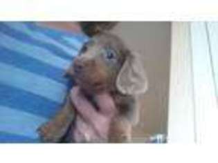 Dachshund Puppy for sale in DERRY, NH, USA