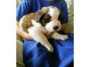 Saint Bernard Puppy for sale in Millersburg, OH, USA