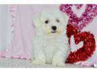 Bichon Frise Puppy for sale in Joplin, MO, USA