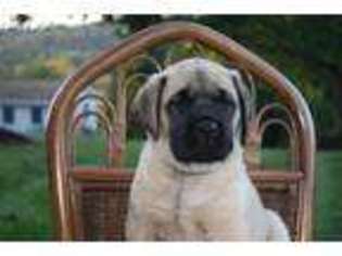 Mastiff Puppy for sale in Stevens, PA, USA