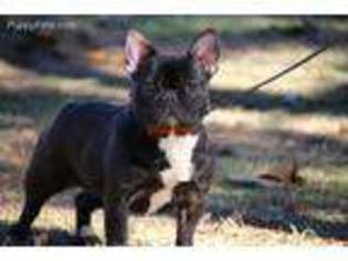French Bulldog Puppy for sale in Goodrich, TX, USA