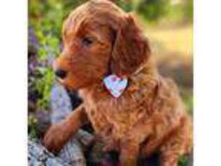 Goldendoodle Puppy for sale in Bangs, TX, USA