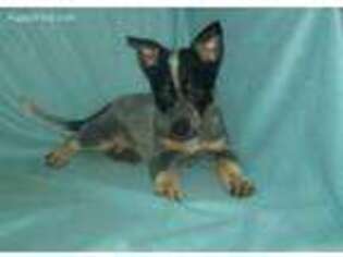 Australian Cattle Dog Puppy for sale in Alamosa, CO, USA