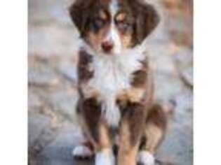 Miniature Australian Shepherd Puppy for sale in Factoryville, PA, USA