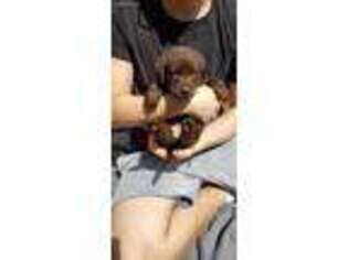 Labrador Retriever Puppy for sale in Old Bridge, NJ, USA
