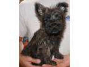Cairn Terrier Puppy for sale in Tucson, AZ, USA