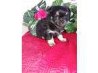 Chihuahua Puppy for sale in Minneapolis, MN, USA