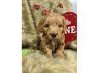 Goldendoodle Puppy for sale in Niangua, MO, USA