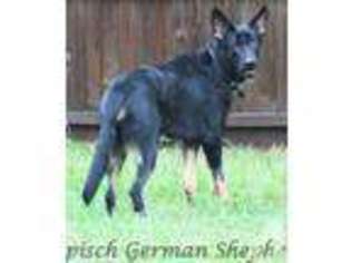 German Shepherd Dog Puppy for sale in VENICE, FL, USA