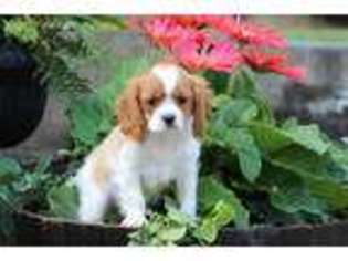 Cavalier King Charles Spaniel Puppy for sale in Port Royal, PA, USA