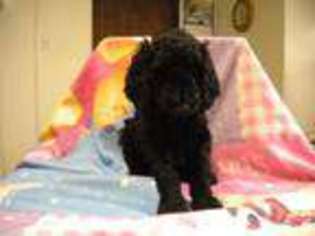 Labradoodle Puppy for sale in HAGERSTOWN, MD, USA