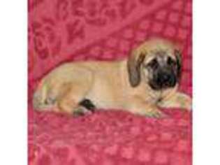 Mastiff Puppy for sale in Fredericksburg, OH, USA