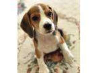 Beagle Puppy for sale in Dallas, TX, USA