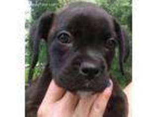 Boxer Puppy for sale in Chillicothe, MO, USA