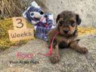 Mutt Puppy for sale in Ridgecrest, CA, USA