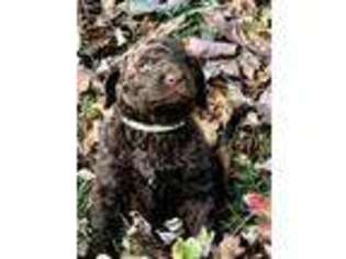 Goldendoodle Puppy for sale in Chilhowie, VA, USA