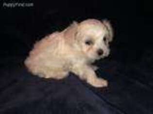 Maltese Puppy for sale in South Saint Paul, MN, USA