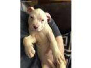 American Bulldog Puppy for sale in Vine Grove, KY, USA