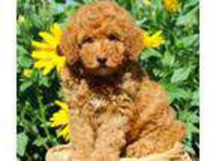 Labradoodle Puppy for sale in Oxford, PA, USA