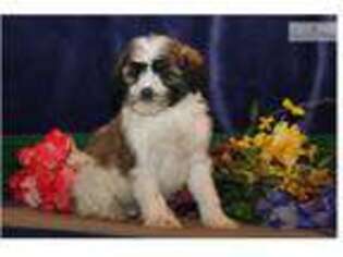 Jack Russell Terrier Puppy for sale in Lancaster, PA, USA