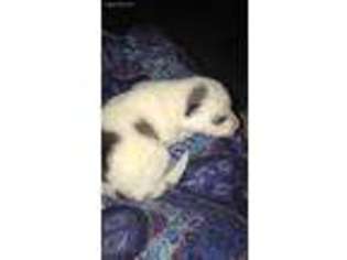 Siberian Husky Puppy for sale in Show Low, AZ, USA