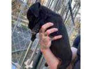 Cane Corso Puppy for sale in Nichols, SC, USA