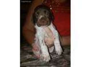 German Shorthaired Pointer Puppy for sale in Hanoverton, OH, USA