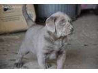 Labrador Retriever Puppy for sale in Denison, IA, USA