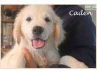 Golden Retriever Puppy for sale in Fort Worth, TX, USA