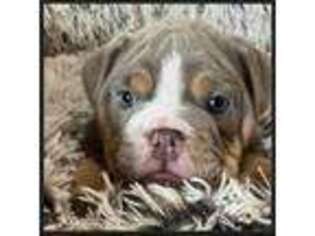 Olde English Bulldogge Puppy for sale in Fredericktown, OH, USA